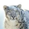 Snow Leopard Adventures, Camp Blue Bulls
