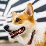 SODOG