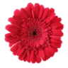 Sollecito Landscaping Nursery