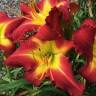 Soules Garden.Com