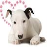 southern highlands pet sitting