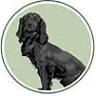Spiriteddawn Kennels