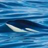 Spirit of Orca Whale Watching & Wildlife Tours