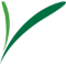 Spray Grass Australia
