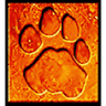Steve Morvell Art For Conservation