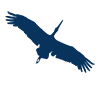 Storkdent Ltd.