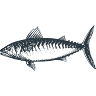 Strib Fisk
