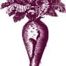 Sugarbeet
