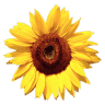 Café Sunflower