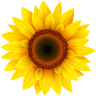 Sunflower Community Credit Union