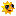 Sunline rent a car
