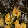 Susie McLaughlan Photography