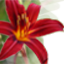 Susis Garten