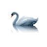Swan Studio Salon