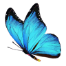 Swingerclub Butterfly