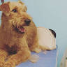 Tails and Tweed Pet Groomers