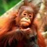 Tanjung Puting Borneo Tour