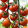 Tannine et Cuisine