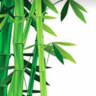 Tanya Keam Wellness - Acupuncture & Natural Health