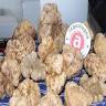 Tartufi di Acqualagna.it - Truffle Shop and Tasting