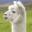 Teesdale Alpacas