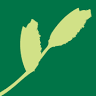 The Green Carpet Resort