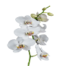 T&G Flower Growers