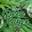 The Green Calyx CBD Shop & The Red Calyx Grow Shop & The Blue Calyx Seed bank (Green Calyx s.à r.l.)