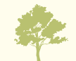 The Almond Tree