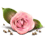 BG Rose Offise