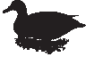 Black Duck Inn