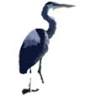 The Blue Heron