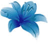The Blue Lily