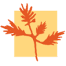 The Cedars