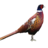 Club Pheasant