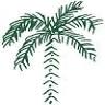 The Corner Palm