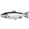 The DeBruce