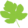 The Fig Leaf Boutique
