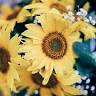 The Flower Place Busselton