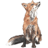 The Fox and Pheasant