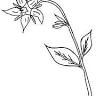 The Herbal Apothecary