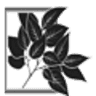 Leaves of Winnsboro