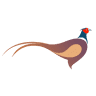 The Pheasant