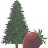 Pine Strawberry Thrift Shop