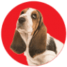 The Puppy Store Henderson