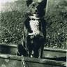 The Railway Dog