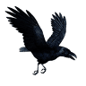 The Raven W6