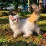 Buy Cats & Kittens Online