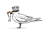 The Royal Tern