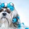Shaggy Chic Pet Grooming Services